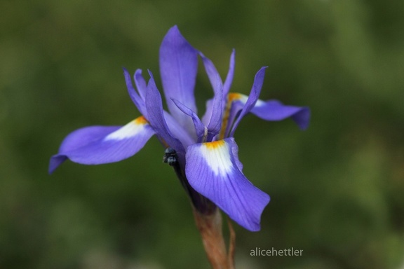 Mittags-Schwertlilie (Moraea sisyrinchium)